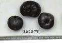 Click for 1 image(s) for this accession. FRUIT